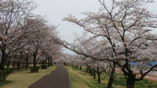 壬生の桜の名所