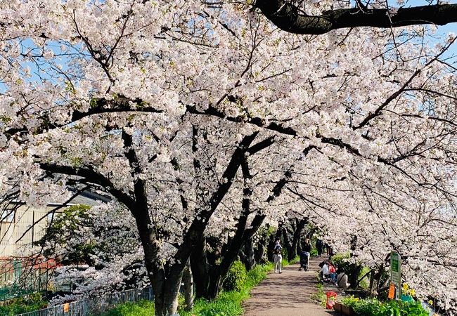 新川の桜堤