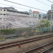 電車の車窓から桜花見が１０秒可