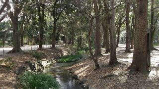 緑の豊かな参道