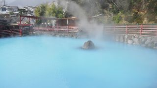 たくさんのワニ