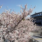 瑞穂スタジアム＆サクラ