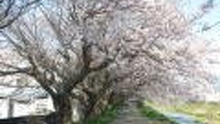 庵原川桜並木