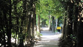 美ら海水族館よりフクギ並木優先