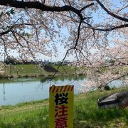 桜の季節、びん沼川沿いの桜が綺麗です！