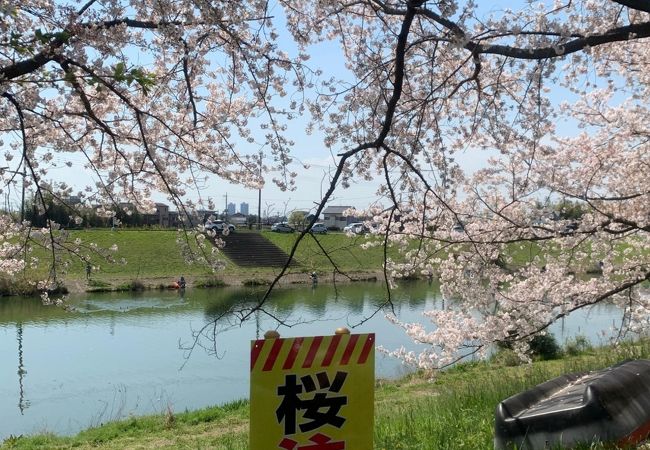 桜の季節、びん沼川沿いの桜が綺麗です！