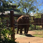 期待以上　鳥類の種類が豊富な動物園