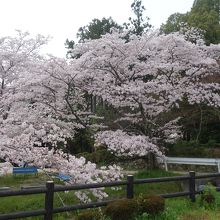 九品寺庭園と桜