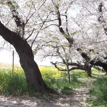 桜並木①