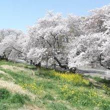 桜並木③