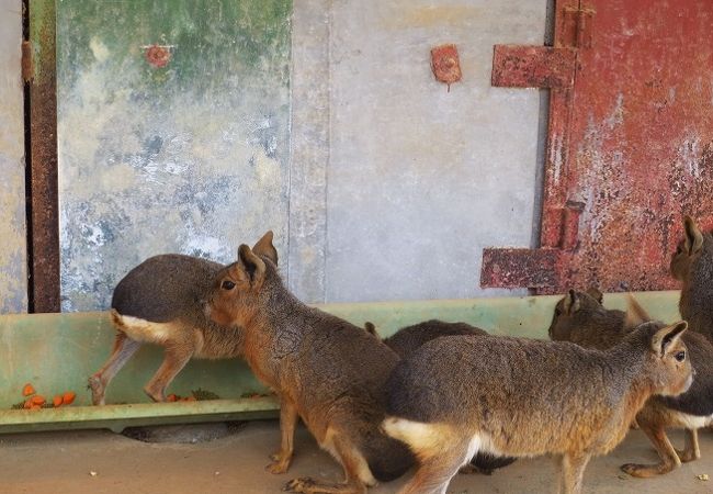 動物とふれあい癒される五桂池