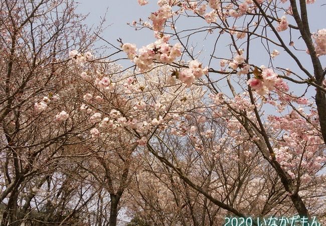 木次 雲南の花見 クチコミ人気ランキングtop4 フォートラベル 島根県 木次 雲南の花見 クチコミ人気ランキングtop4 フォートラベル 島根県
