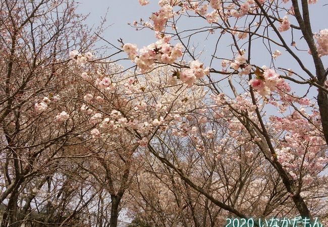 桜のトンネル