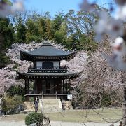 観音堂と桜の風景を見に