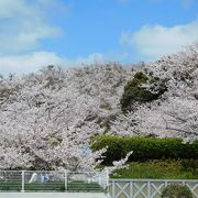 桜が満開で海と空の青がきれいでした。