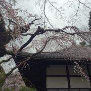 圧巻の桜！