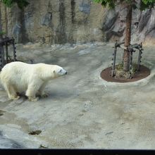 ホッキョクグマの写真です。