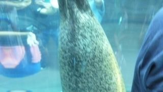 有名な透明パイプ