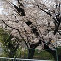 春は桜のキレイな駅