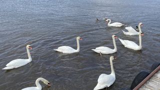 白鳥に餌やり