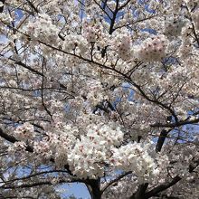 寺ヶ池公園