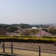 桜の時期は是非、寄ってみましょう