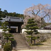 徳川家康お手植えのしだれ桜を見てきました