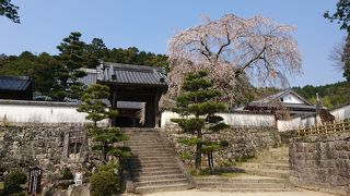 徳川家康お手植えのしだれ桜を見てきました