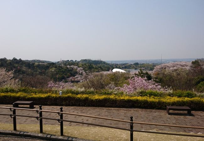 桜の時期は是非、寄ってみましょう