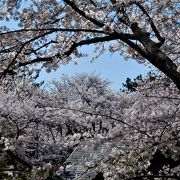 舞台の周りには桜が多いので見る場所ではピンク色に染まっていました。