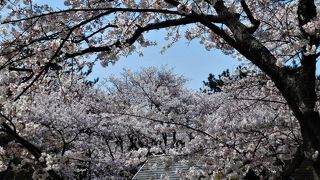 舞台の周りには桜が多いので見る場所ではピンク色に染まっていました。