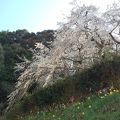 圧巻の一本桜