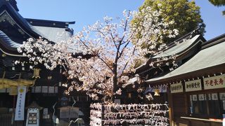 コロナ禍の渦中でも桜は咲く。