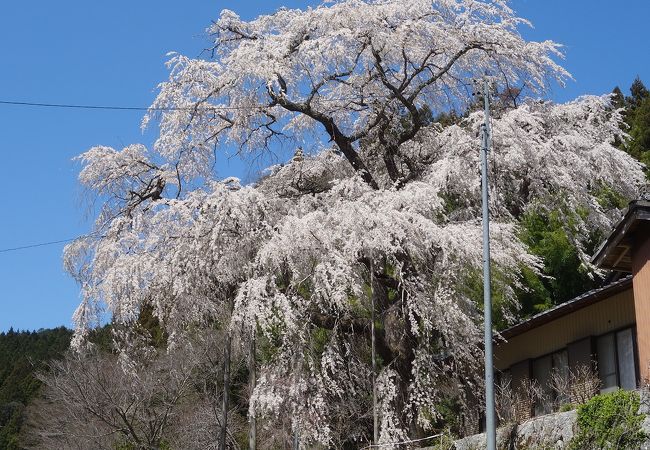 大安寺のしだれ桜。樹齢250年。豊田市指定の天然記念物です。