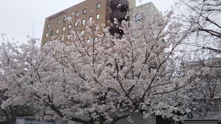 福岡市の中心部にある都会のオアシス。春は花見もできる。