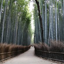 竹林の道