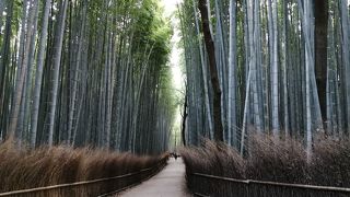 嵯峨嵐山から竹林、嵐山公園、嵐山駅まで