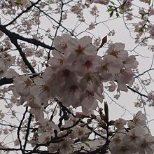 目黒川の桜