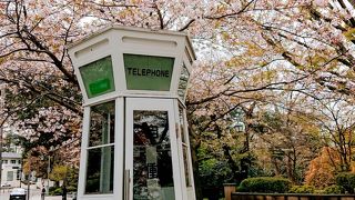 桜と電話ボックス