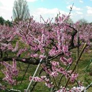 「あら川の桃」の花園