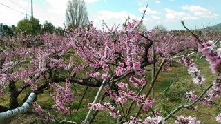 「あら川の桃」の花園