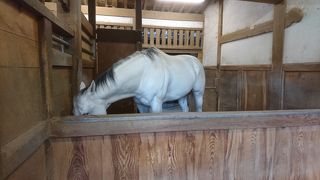 お父さんはＧ１ホース