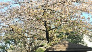 引き込み線の線路後です