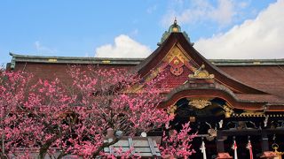 梅花が咲き誇る