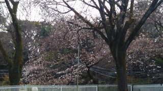 今年の桜は