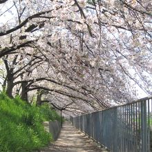 水路縁の枝垂れ枝の桜の花トンネル～