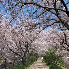 堤の見事な桜の花トンネル～