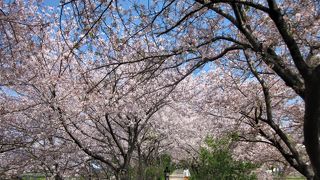 春爛漫な桜の花トンネル　～　玉川の里