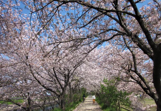 春爛漫な桜の花トンネル　～　玉川の里