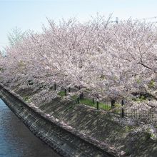 玉川沿いの満開の桜並木～